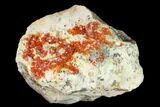 Red & Orange Vanadinite Crystals on Dolomite - Morocco #155415-1